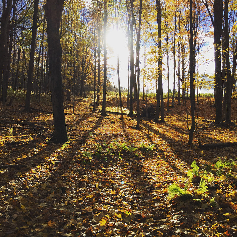 Nature - Elizabeth Bryan-Jacobs